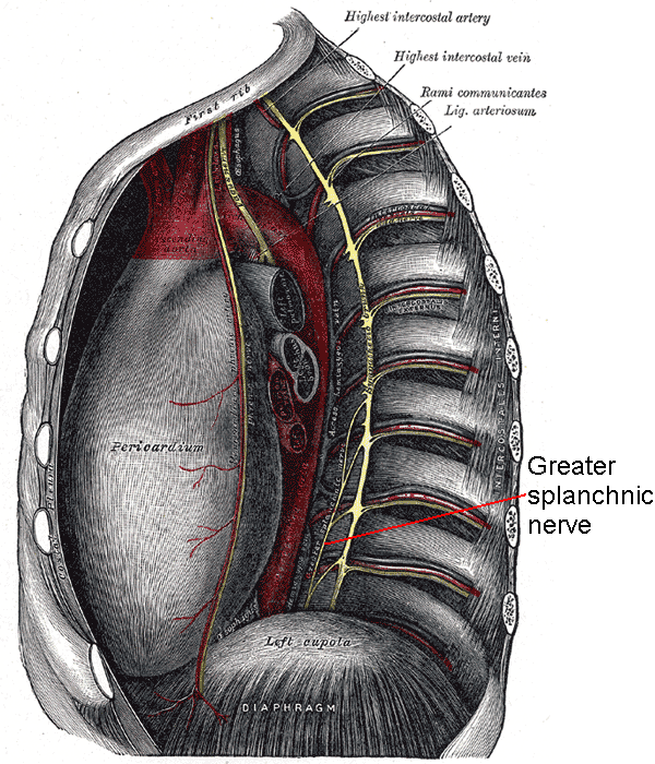 Thoracic greater splanchnic nerve in situ