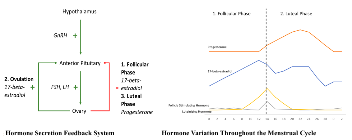 Hormone secretion feedback system; Hormone variation throughout the menstrual cycle