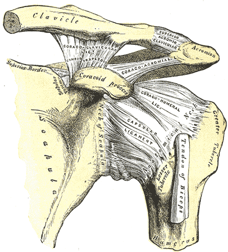 Illustration of acromioclavicular joint and it's associated ligaments including acromioclavicular ligament, coracoclavicular ligament and coracoacromial ligament.