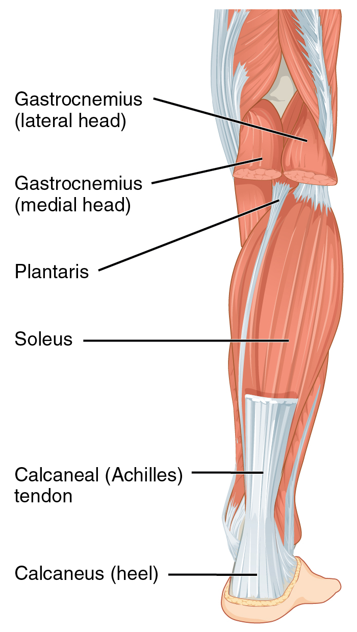 Illustration of the soleus, gastrocnemius, Achilles tendon and it's insertion onto the calcaneus.