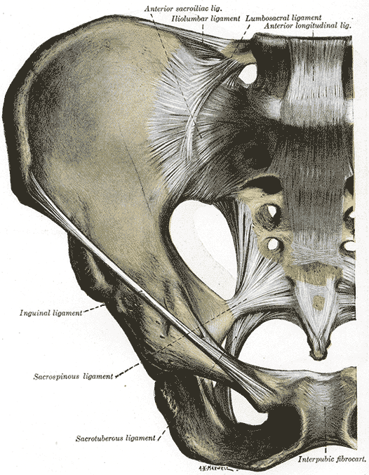 Illustration of the sacroiliac joint along with it's associated ligaments, including the sacrospinous and anterior sacroiliac ligament.