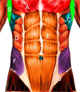 Abdomen Muscles, [SATA]