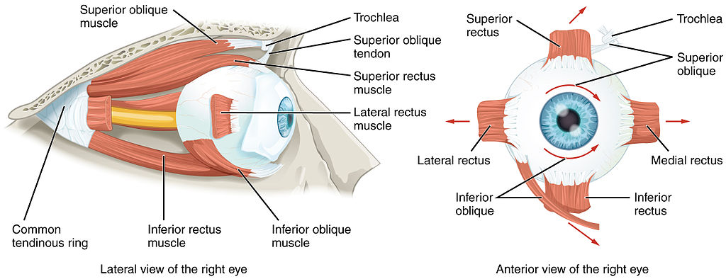 The extraocular muscles of the orbit