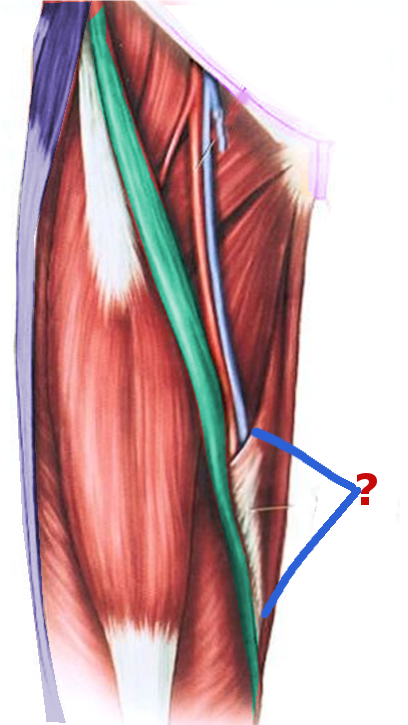 <p>Adductor&nbsp;Canal