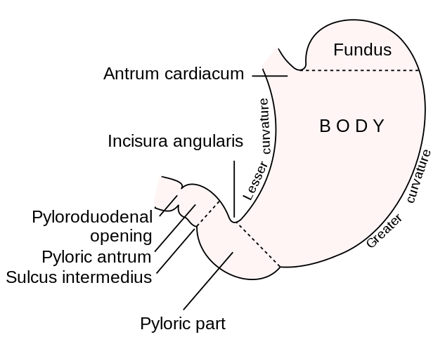 Gross anatomy of the stomach
