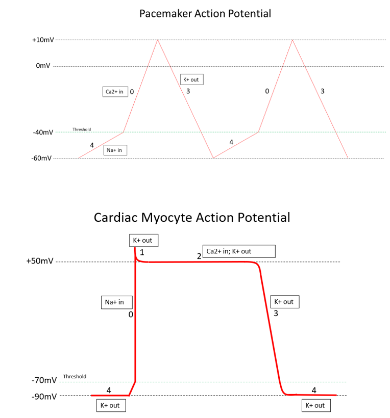 Cardiac Action Potentials; cardiac myocyte and cardiac pacemaker cell