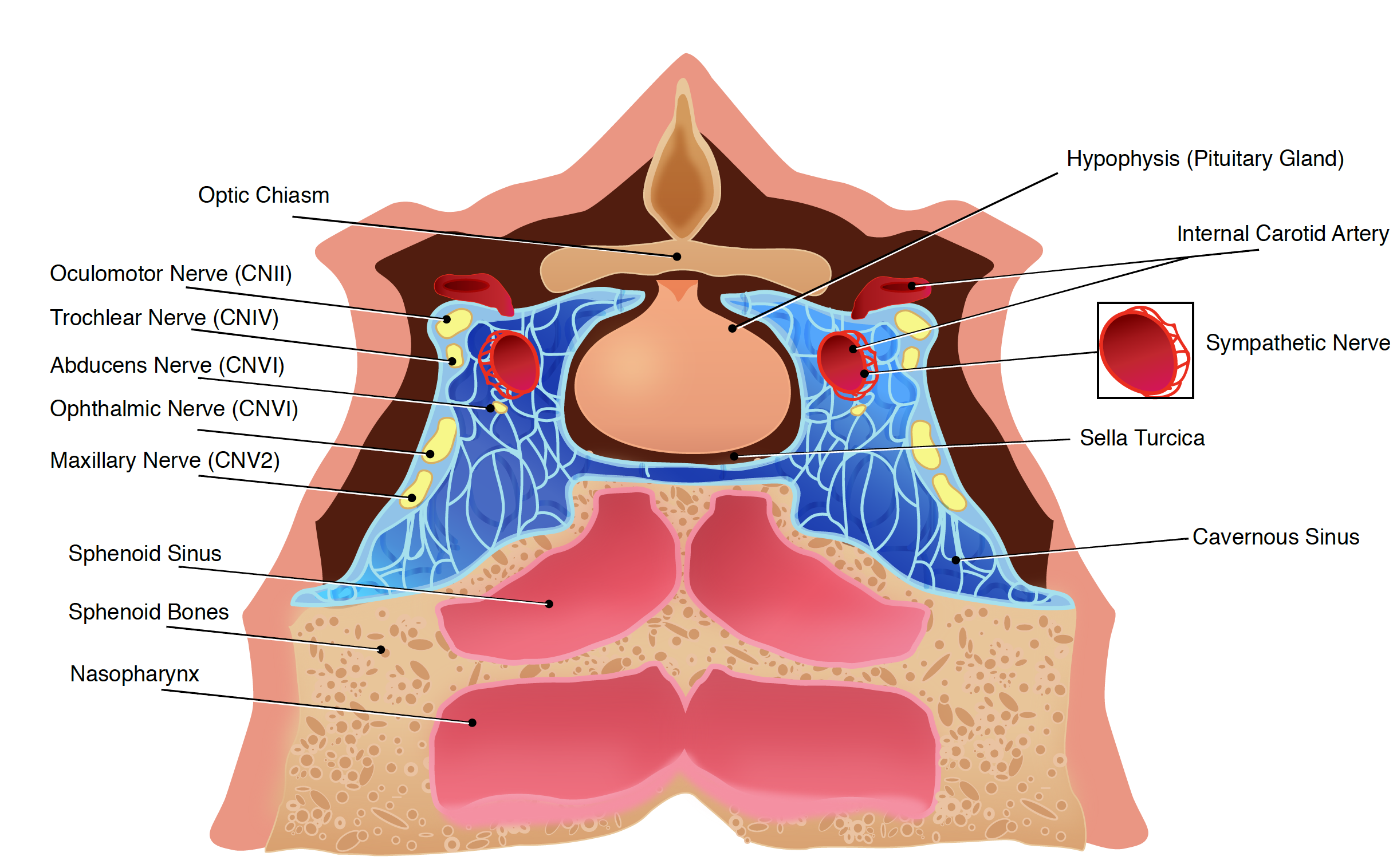 Anatomy of the cavernous sinus