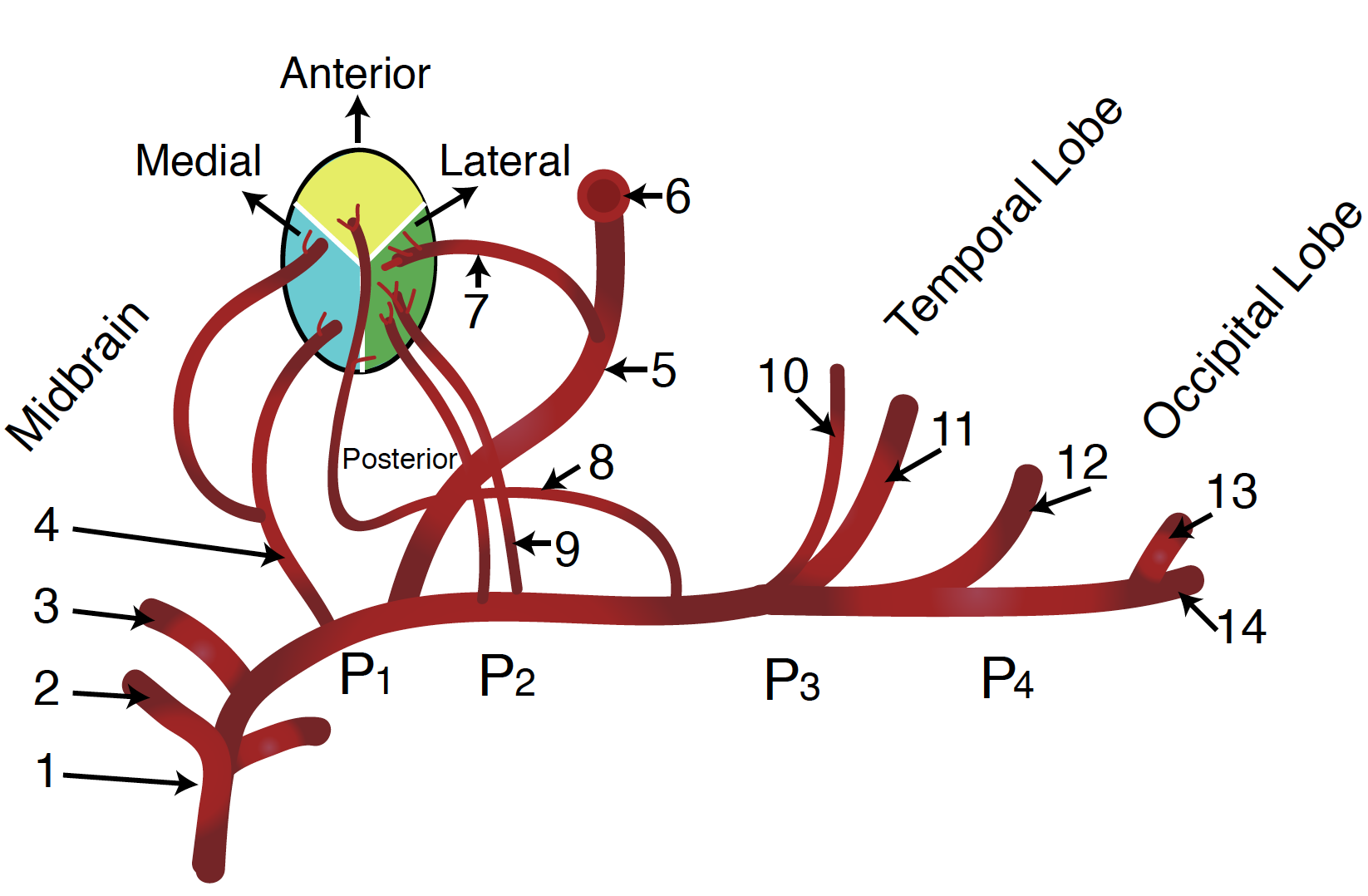 Figure 2 - Schematic diagram of the posterior cerebral artery and its branches: 1, basilar artery (BA); 2, superior cerebella