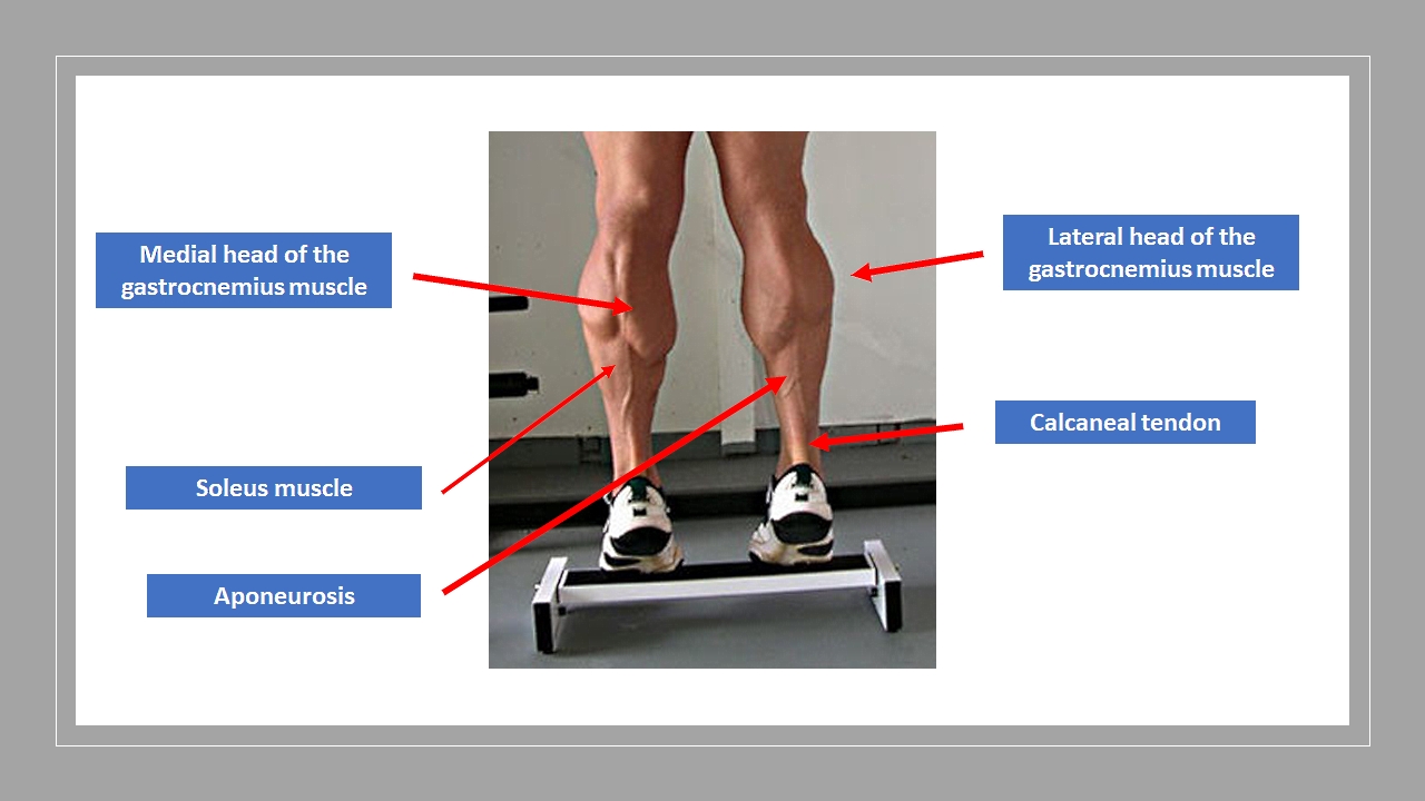 The figure shows the concentric contraction of the triceps surae, highlighting the gastrocnemius muscle.