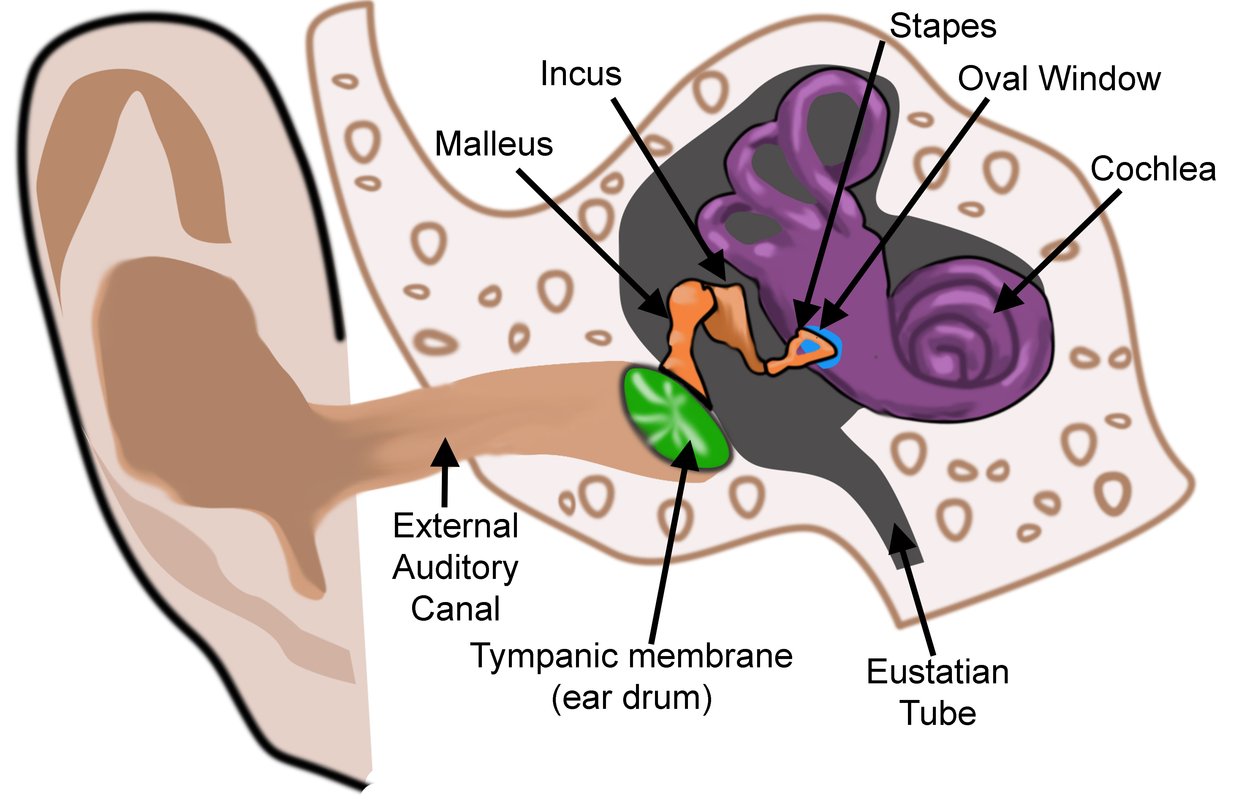 Anatomy of the outer, middle, and inner ear.