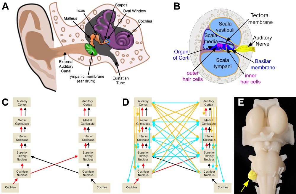 Auditory Circuits. A. Outer, middle, and inner ear. B. Cross section of the cochlea. C. Ascending auditory pathway. D. Ascending (red/black), descending (cortical: orange; brain-stem: blue), and crossed (blue) auditory circuits. E. Model representation of an acoustic neuroma.