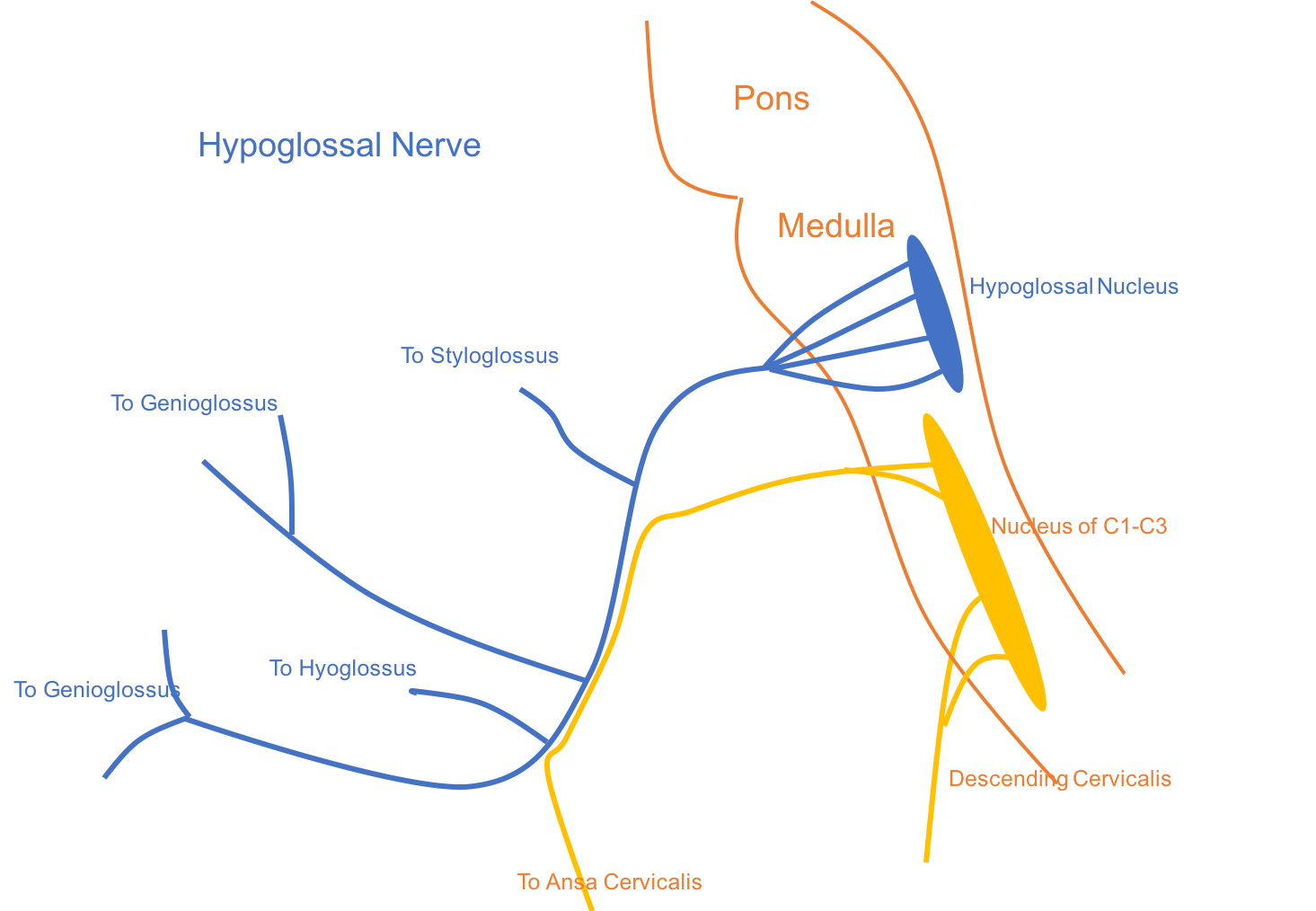 Figure 1: Hypoglossal Nerve Pathway/Anatomy