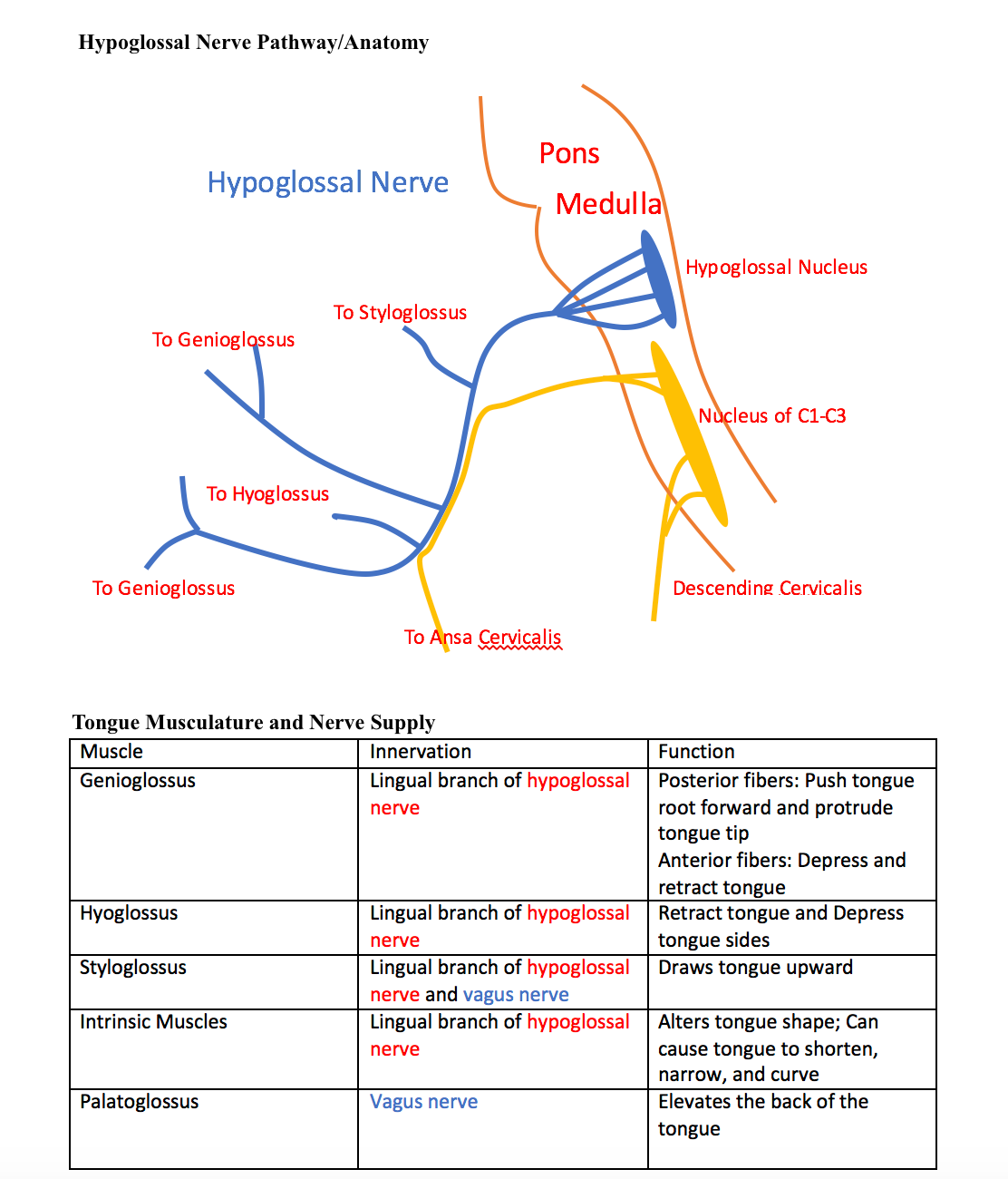 Figure 1: Hypoglossal Pathway/Anatomy
Table 1: Tongue Musculature and Nerve Supply