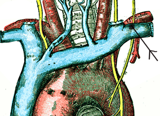 Thoracic duct termination