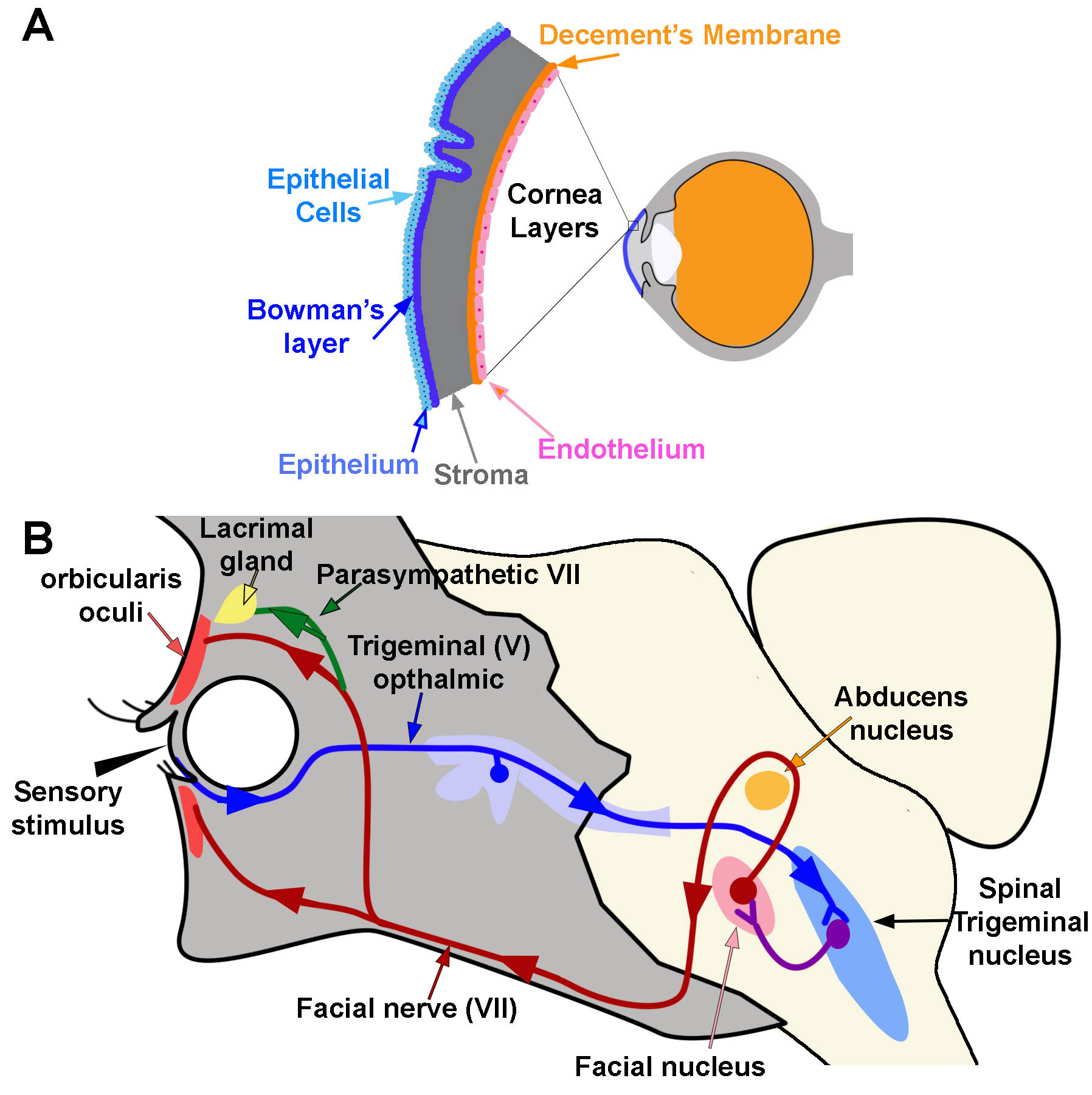 Corneal Reflex. A) Diagram of the location and layers of the cornea. B) Corneal Reflex. The blink reflex circuit is shown in blue, purple, and red. Arrows indicate the direction of flow. The tear production reflex utilizes the same pathways as the blink reflex. However it activates the lacrimal gland via parasympathetic branches (green line)