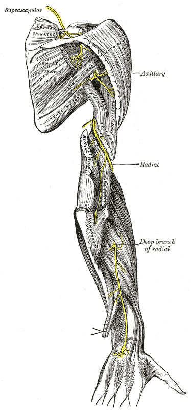 The suprascapular, axillary, and radial nerves.