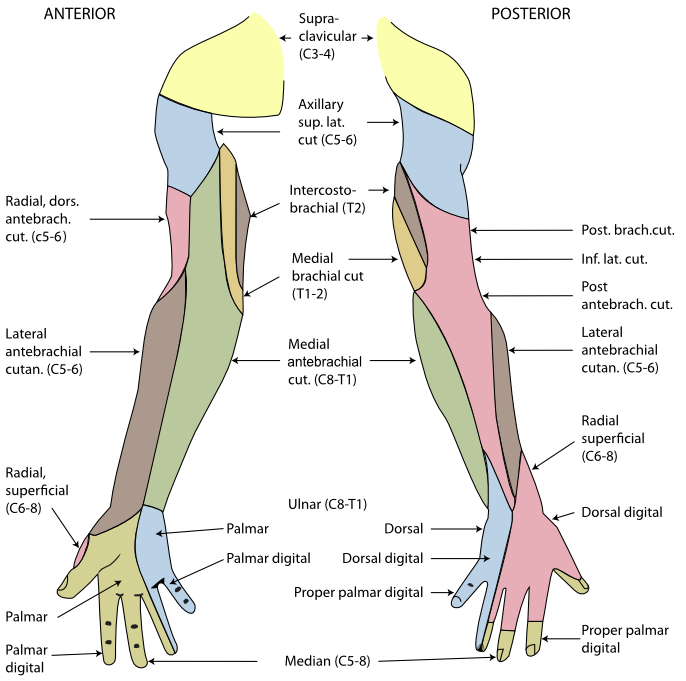Cutaneous innervation of the right upper extremity. Areas innervated by the radial nerve are colored in pink.