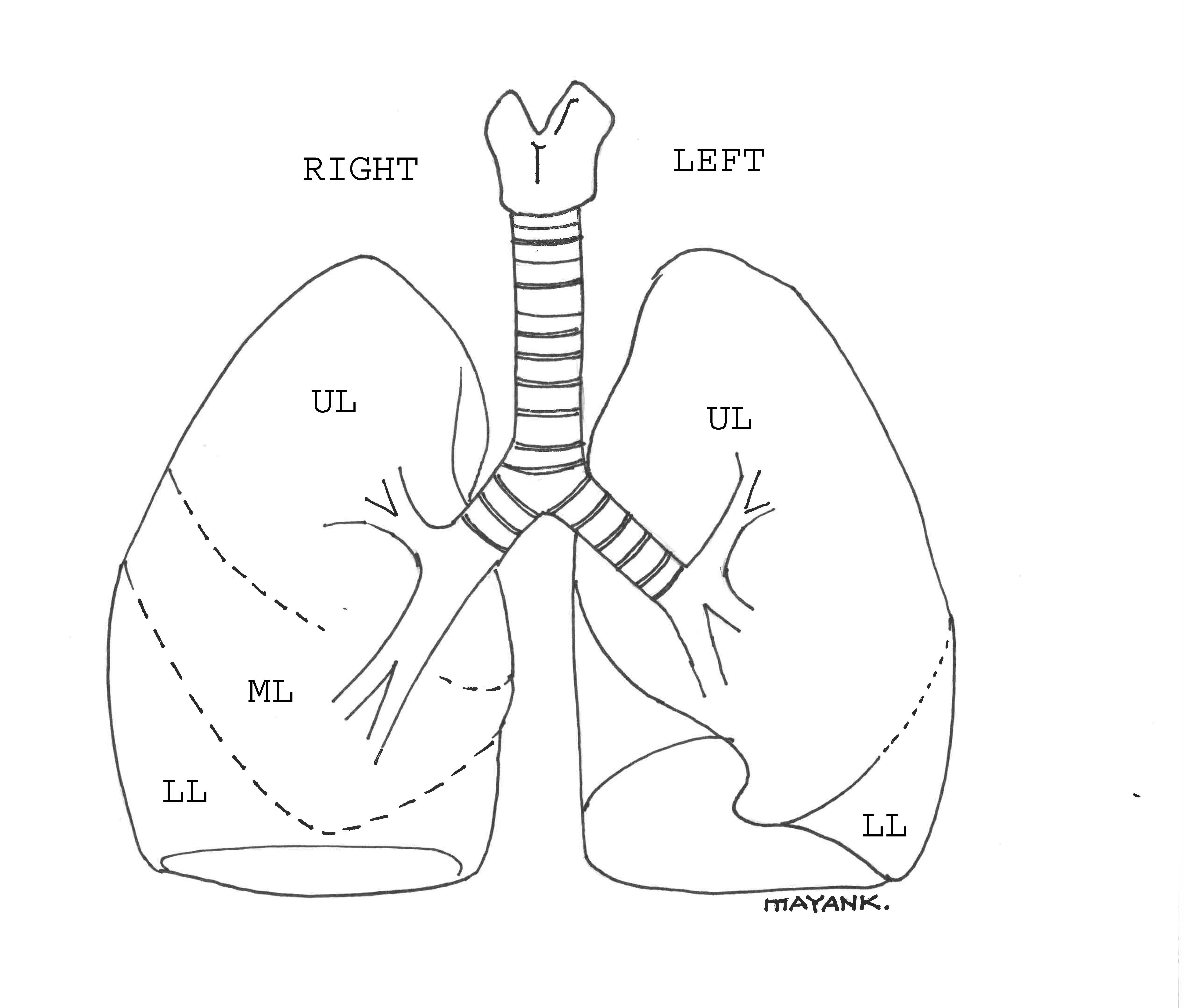 Illustration of the trachea and lung lobes.