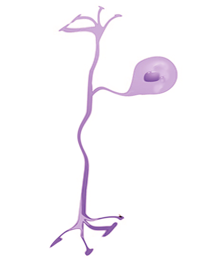 Pseudounipolar neuron