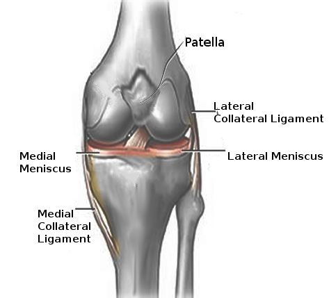 <p>Left Knee Ligaments