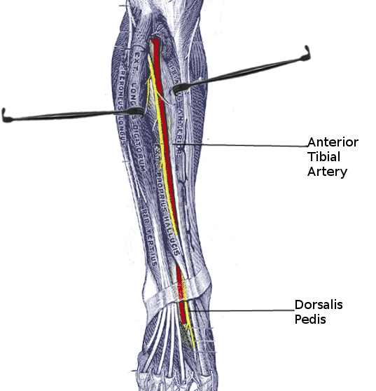 Anterior tibial artery