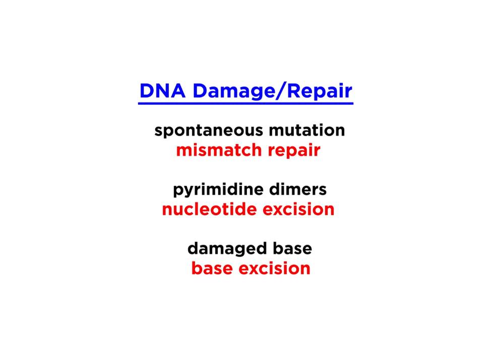 So these are a few examples of the kinds  of damage that can occur in DNA, and while there are many more most of them fall into one of these categories according to the type of enzyme that can repair them