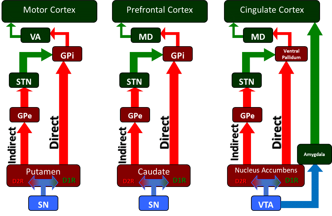 The basal ganglia circuitry and its associated motor, cognitive, and limbic outputs.  The basal ganglia is a collection of subcortical nuclei that regulate various cortical functions including voluntary motor control, cognition and executive functions including planning, and limbic functions related to fear and reward processing.  The substantia nigra (SN) and ventral tegmental areas (VTA) are dopaminergic inputs into regions of the striatum which include the putamen, caudate, and nucleus accumbens.  These striatal populations contain two populations of dopamine-receptive families, D1-family receptor expressing neurons and D2-family receptor expressing neurons.  The D1-family neuron populations are part of the "Direct" pathway that send projections directly to the globus pallidus internus (GPi), while the D2-family neurons are part of the "Indirect" pathway that sends signals through the globus pallidus externus (GPe) to the subthalamic nucleus (STN) to the GPi.