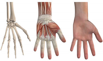 The hand is one of the most complex anatomical structures. The image shows the hand covered by the epidermis, the bones and the intrinsic musculature.