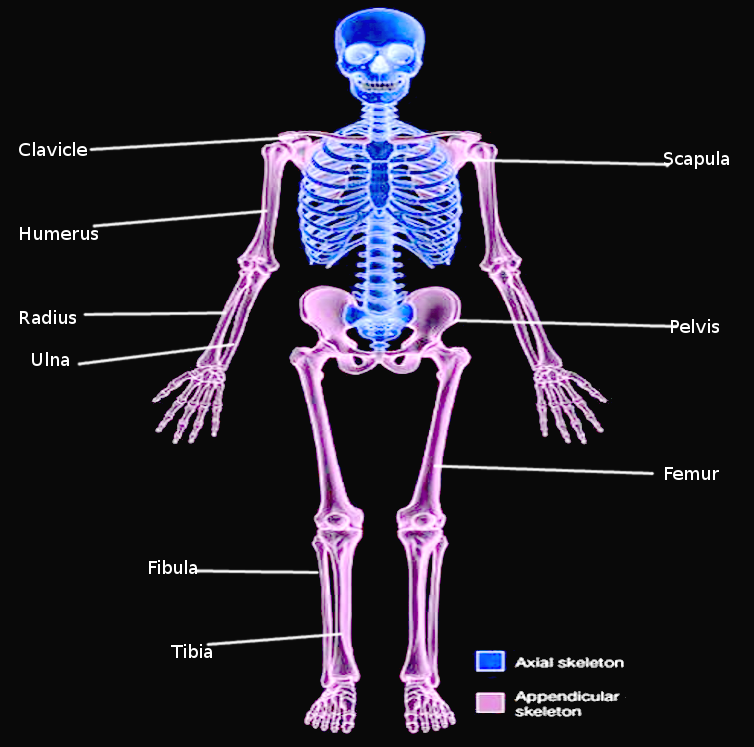 Appendicular skeleton