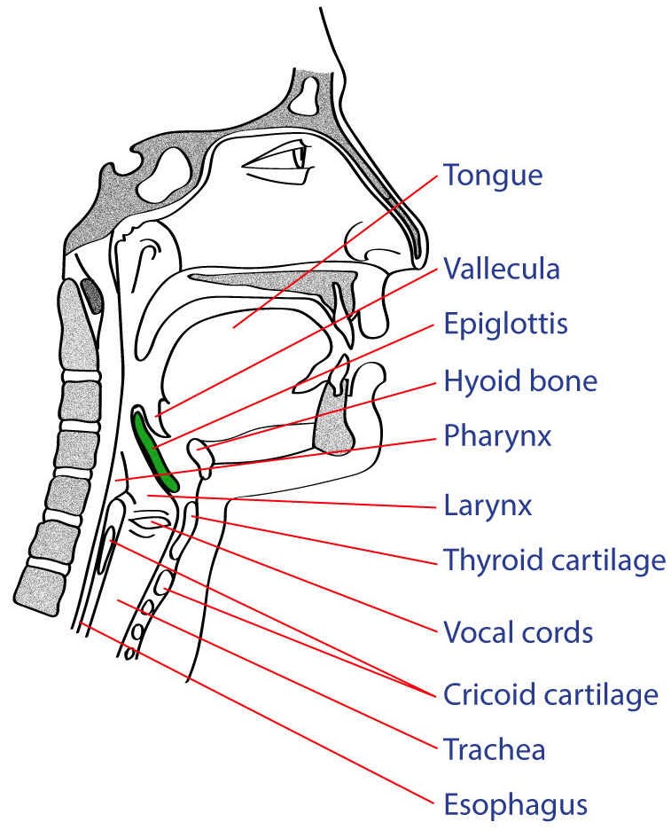 Neck Cross Section