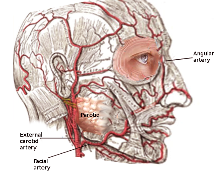 artrita faciala artroso tratamentul durerilor articulare de capră