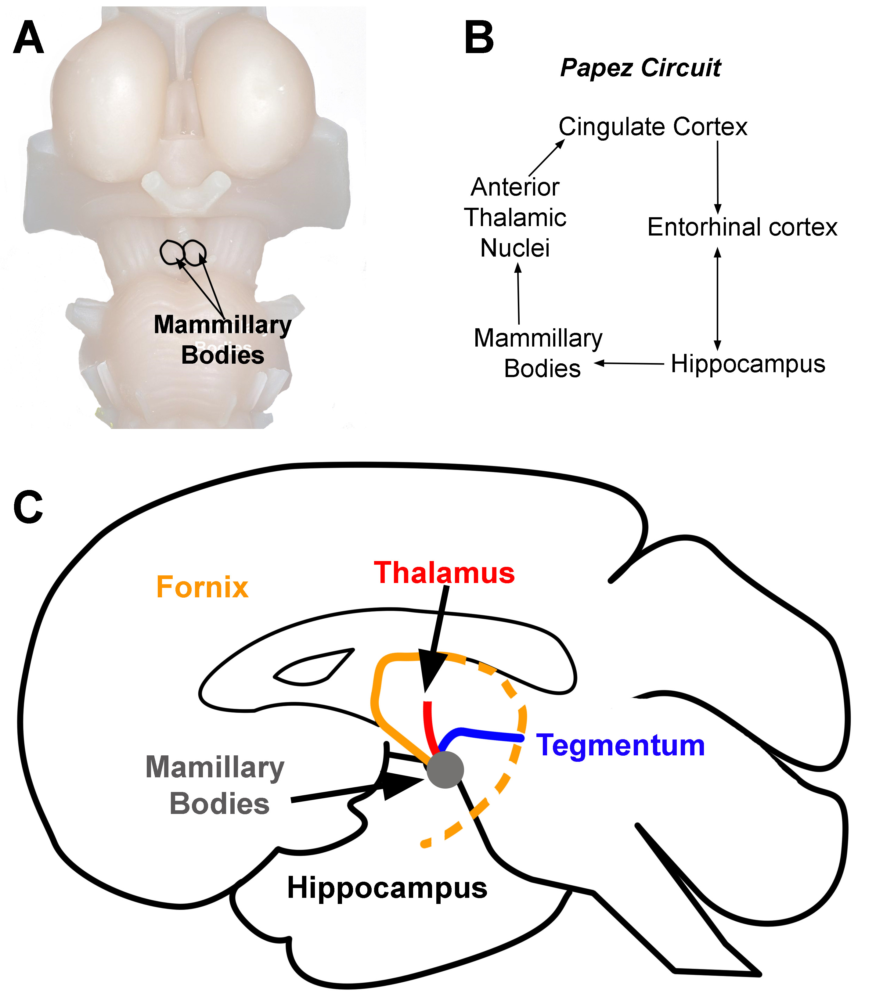 Mammillary Bodies. A. Location of mammillary bodies on the brainstem. B. Papez circuit. Arrows indicate the direction of information flow. C. Connections of the mammillary bodies (grey area). The three primary connections of the mammillary bodies  are from: 1) the hippocampus to the mammillary bodies (orange line). This pathway is the fornix. 2) the mammillary bodies to the thalamus (red line), and 3) the mammillary bodies to and from the tegmentum (blue line). 
