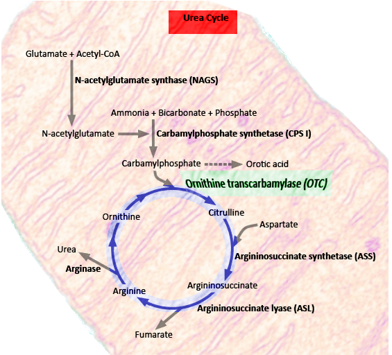 <p>Urea Cycle. Diagram of the urea cycle pathway.</p>