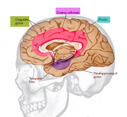Cingulate gyrus