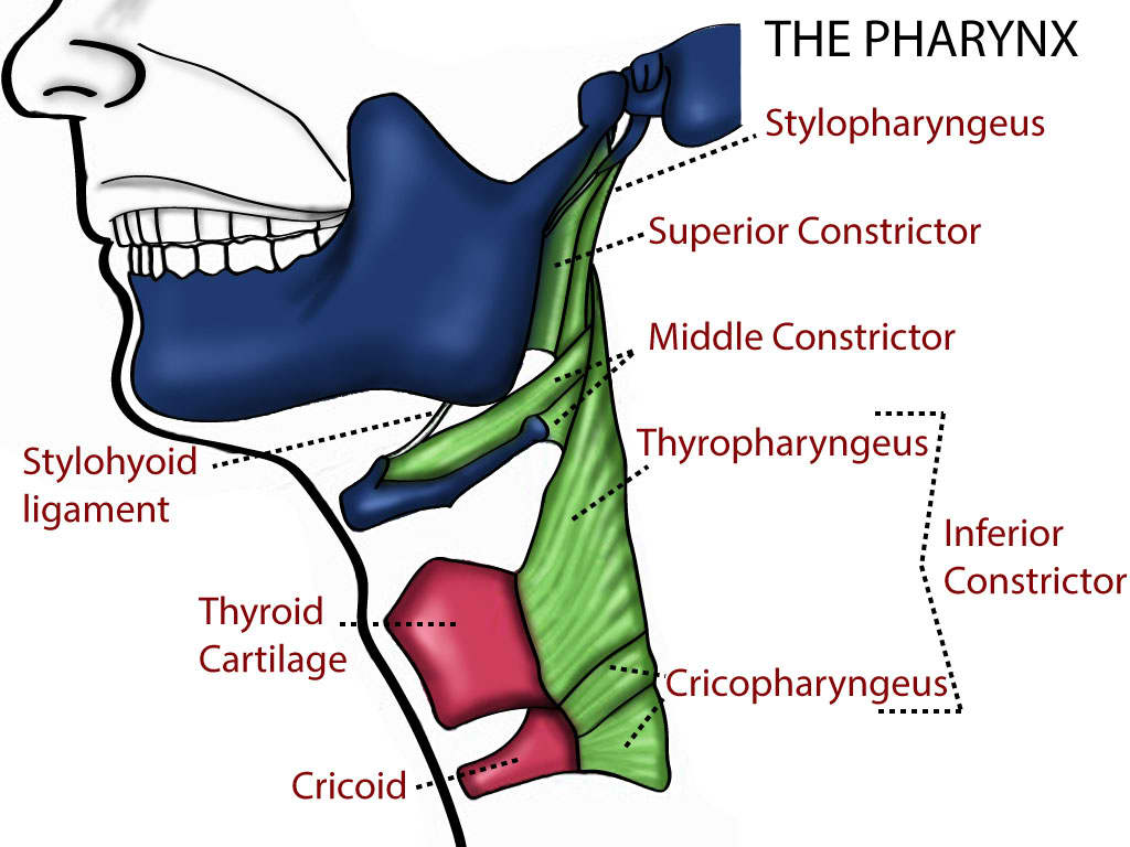 <p>Pharynx</p>