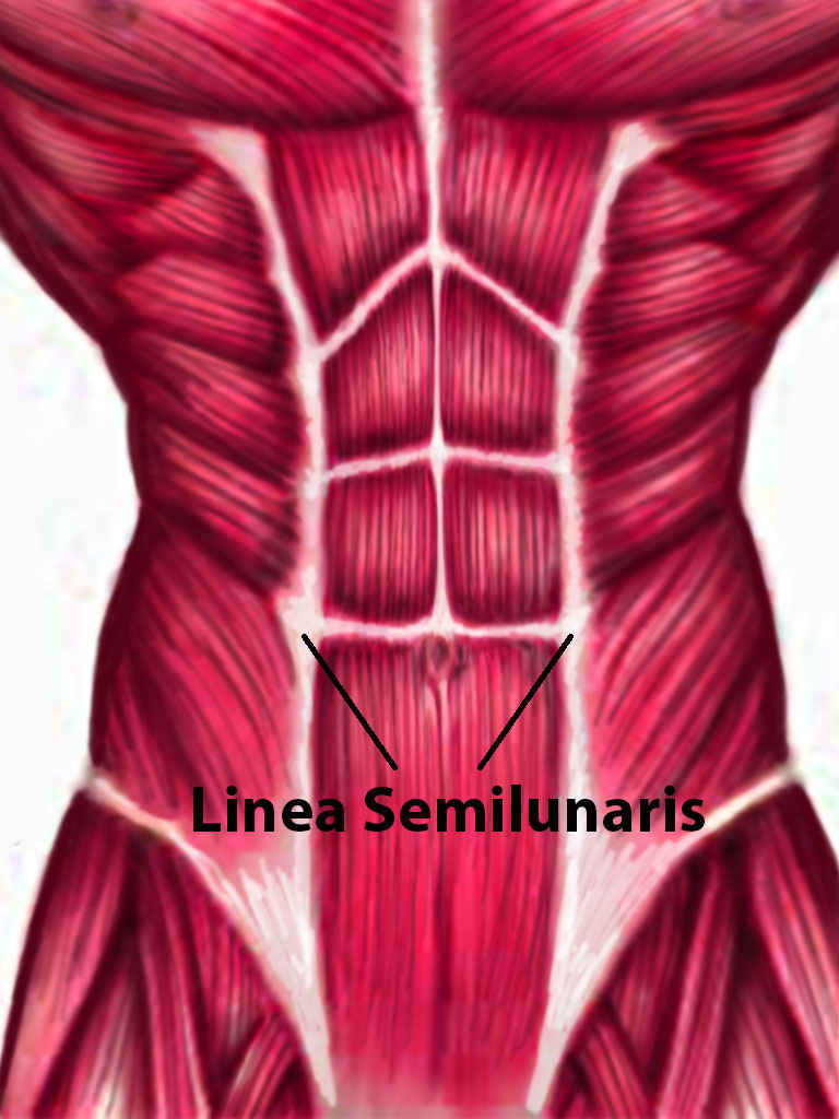Linea Semilunaris Muscle