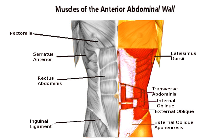 <p>Abdominal Wall Muscles</p>