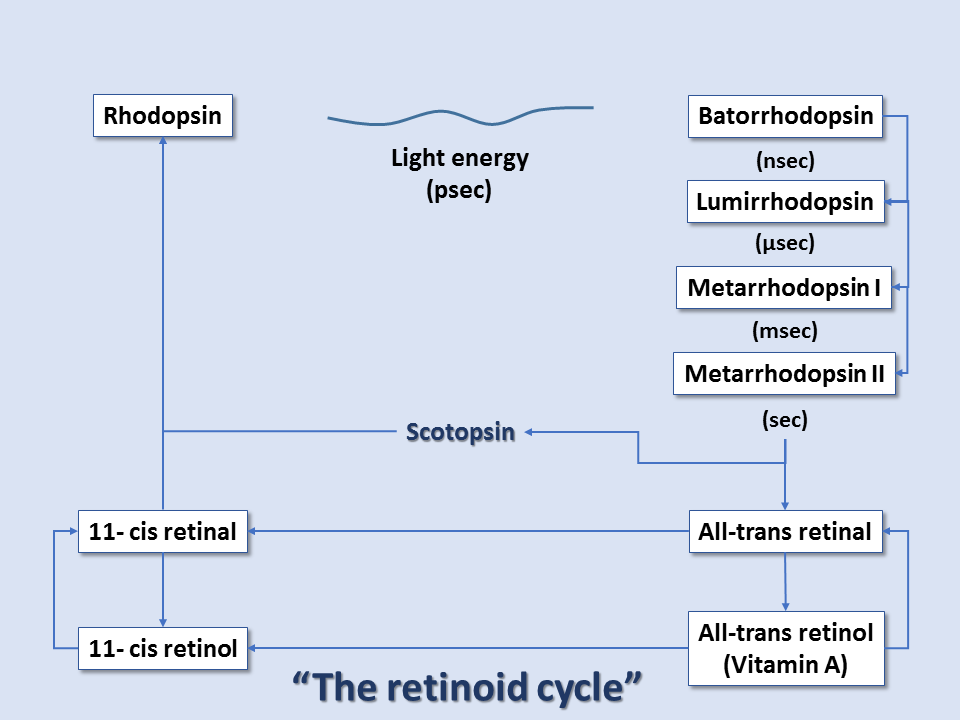 The retinoid cycle