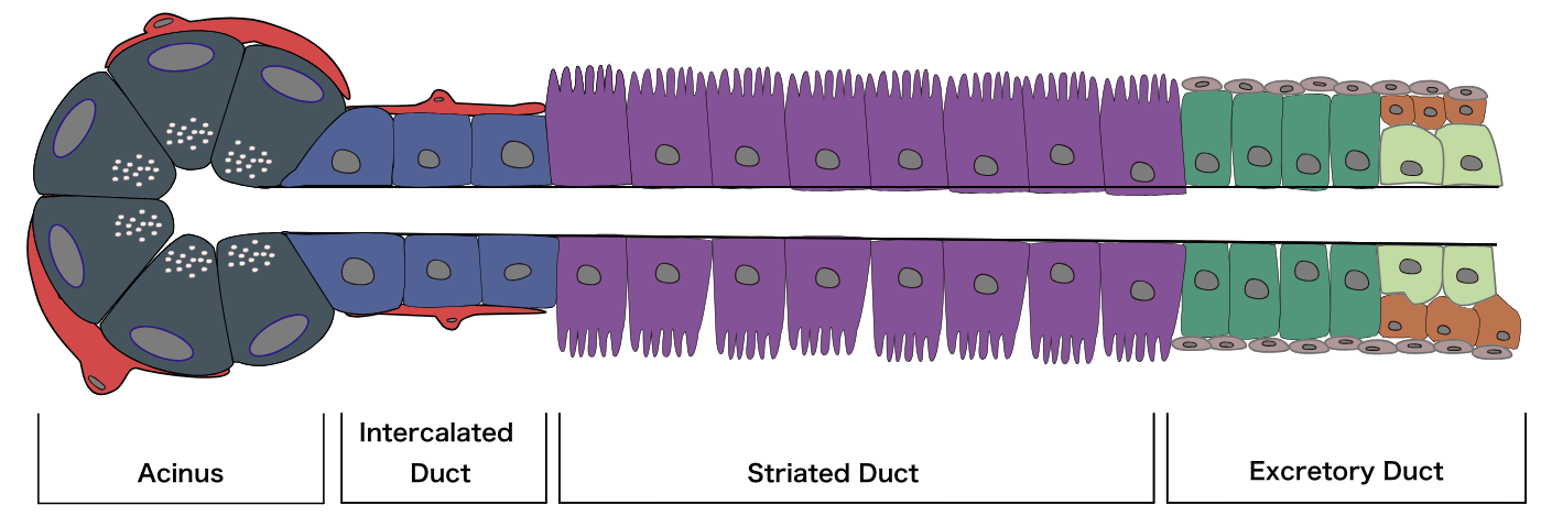 Diagram of an acinus, as well as the three main types of duct through which the salivary fluid is secreted.