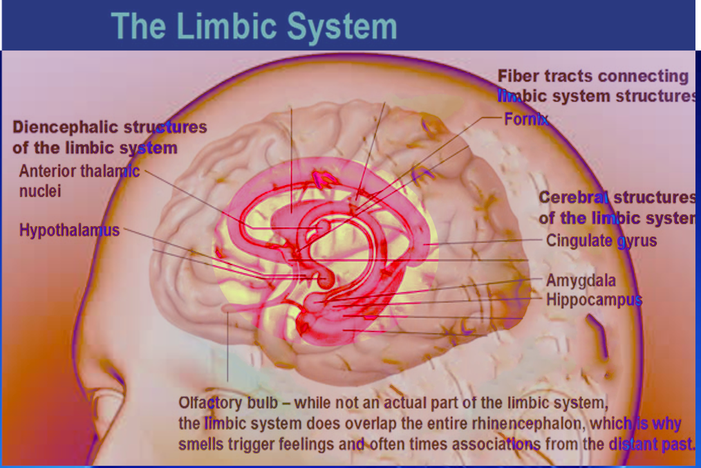 The Limbic system