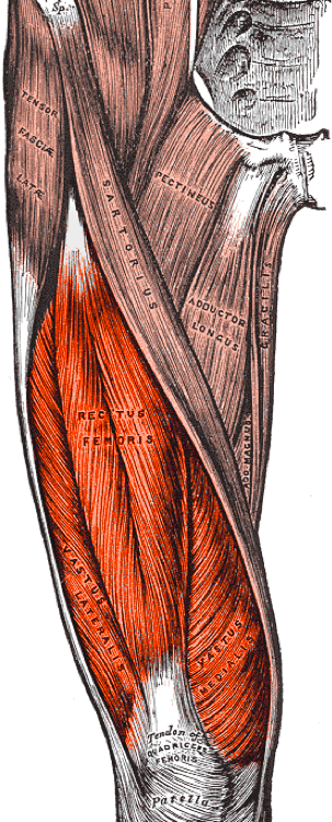 <p>Right Quadriceps&nbsp;Femoris, Anterior View