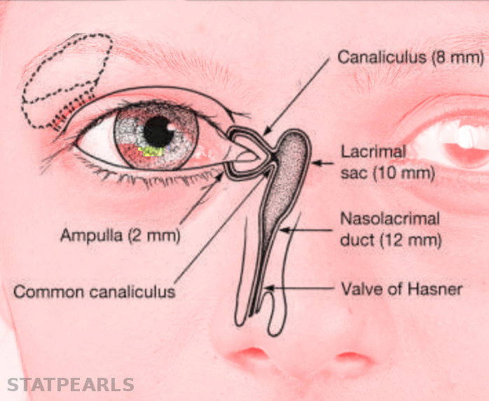 Lacrimal duct