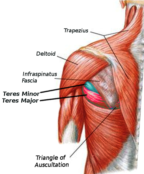 Teres Major and Minor
