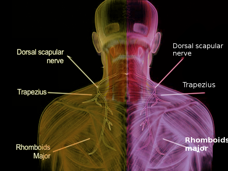 Pinched nerve trapezius Why does