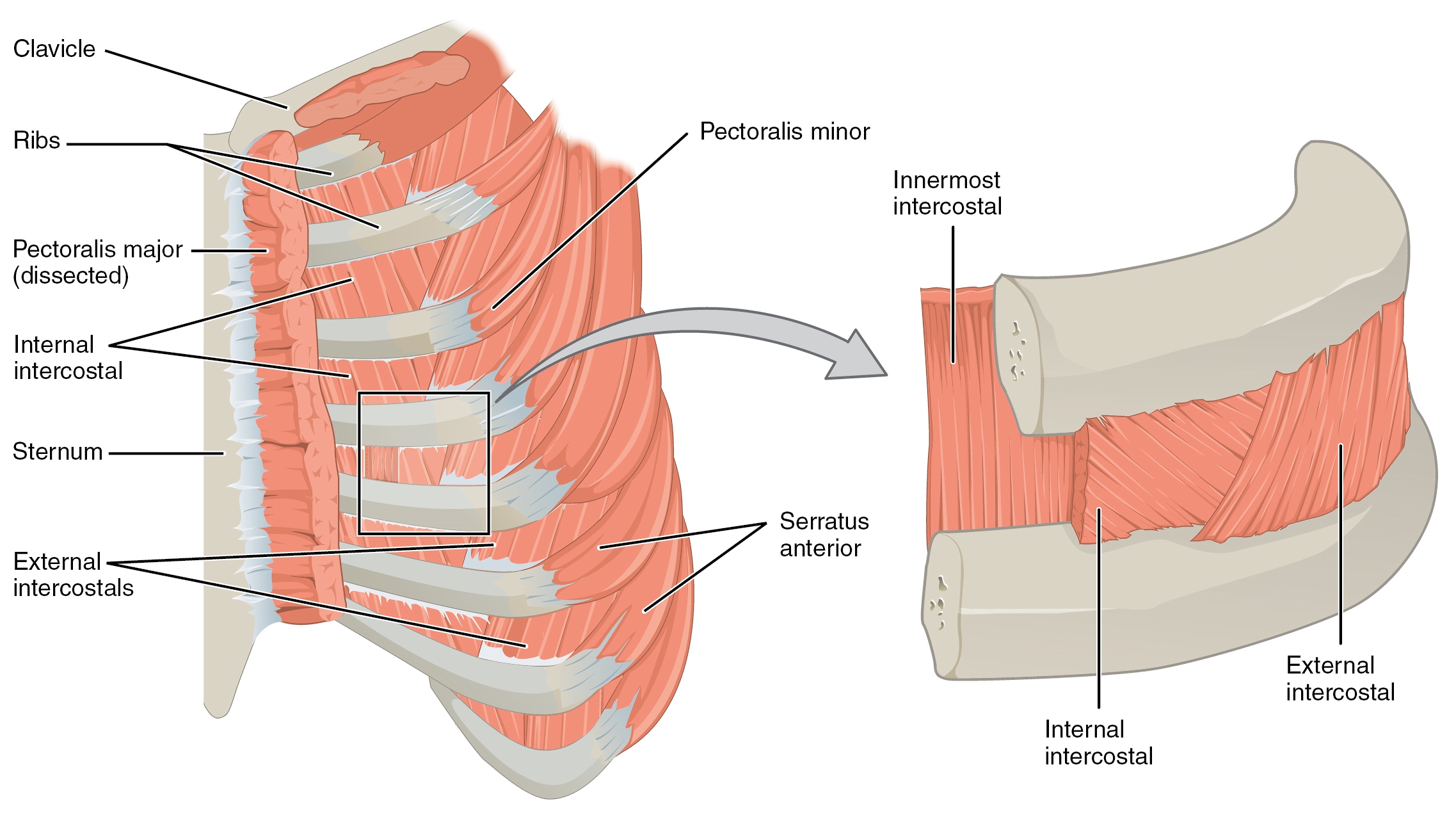 The figure shows a thoracic section and related muscles.