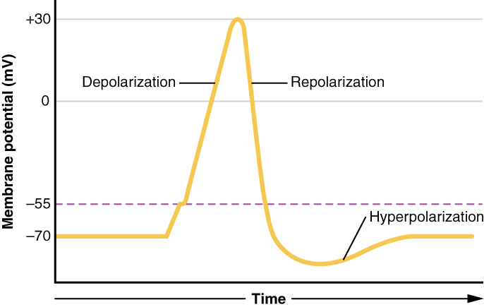 A neuronal action potential. The dashed line represents the threshold voltage.