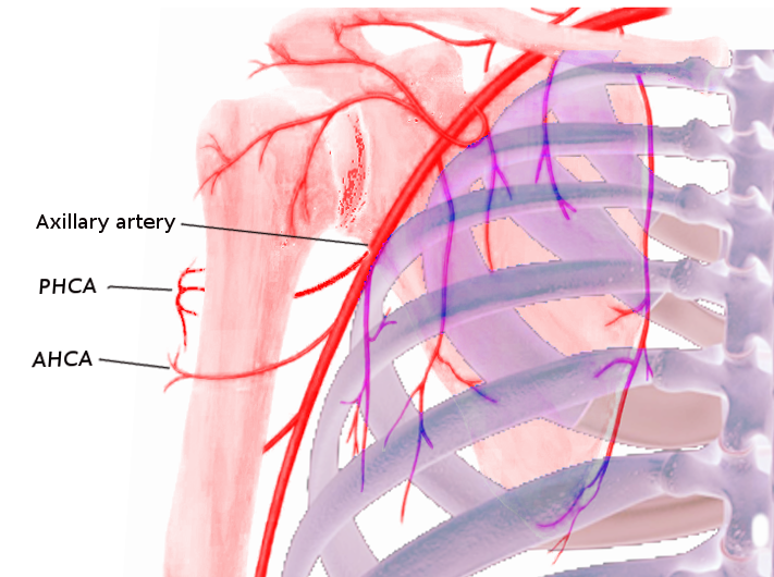 Posterior humeral circumflex artery