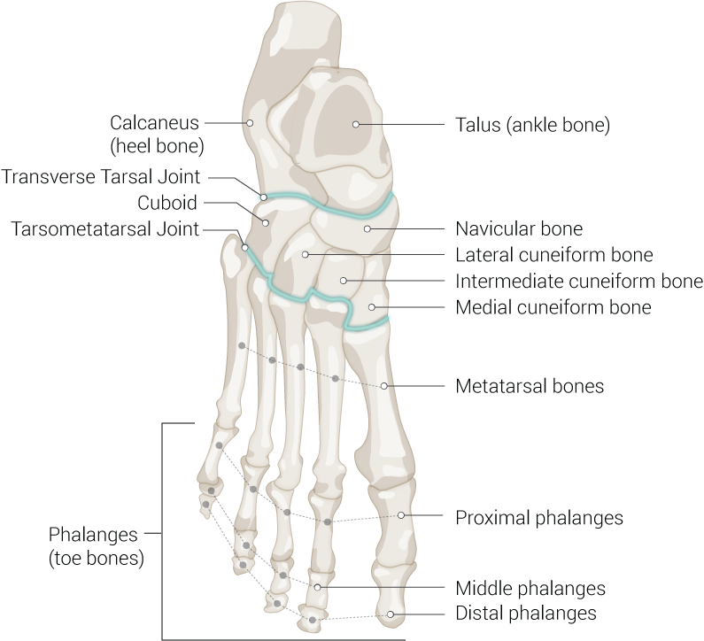 Foot Bones, Talus (ankle bone), Navicular bone, Lateral cuneiform bone, Intermediate cuneiform bone, Medial cuneiform bone, Metatarsal bones, Proximal phalanges, Middle phalanges, Distal phalanges, Phalanges (toe bones), Tarsometatarsal Joint, Cuboid, Transverse Tarsal Joint, Calcaneus (heel bone)