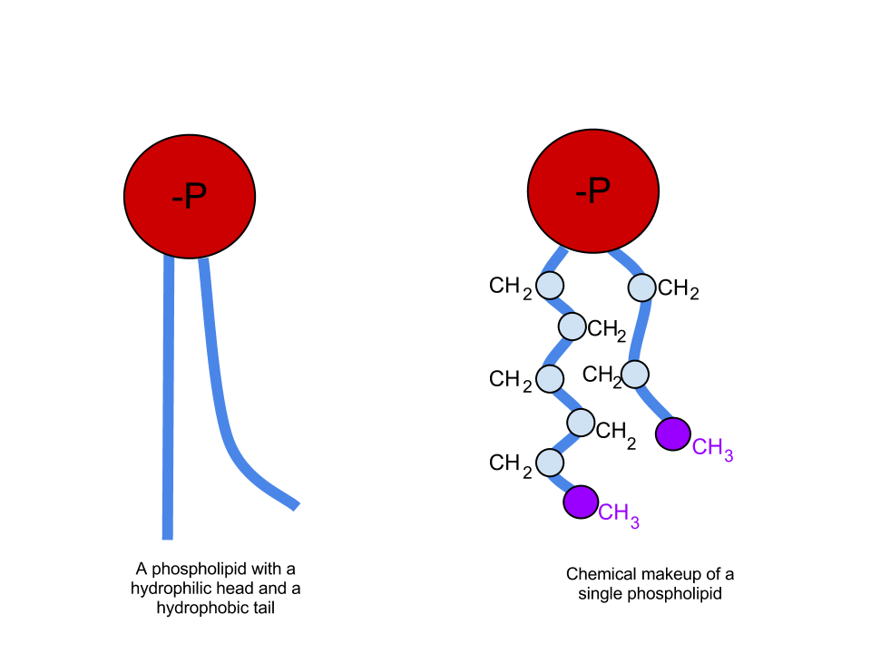 Basic structure of a phospholipid, one the main components of surfactant
