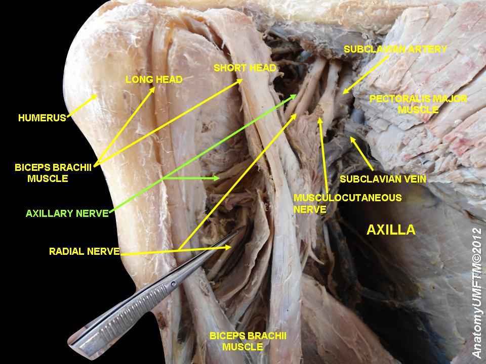 Axillary nerve anatomy